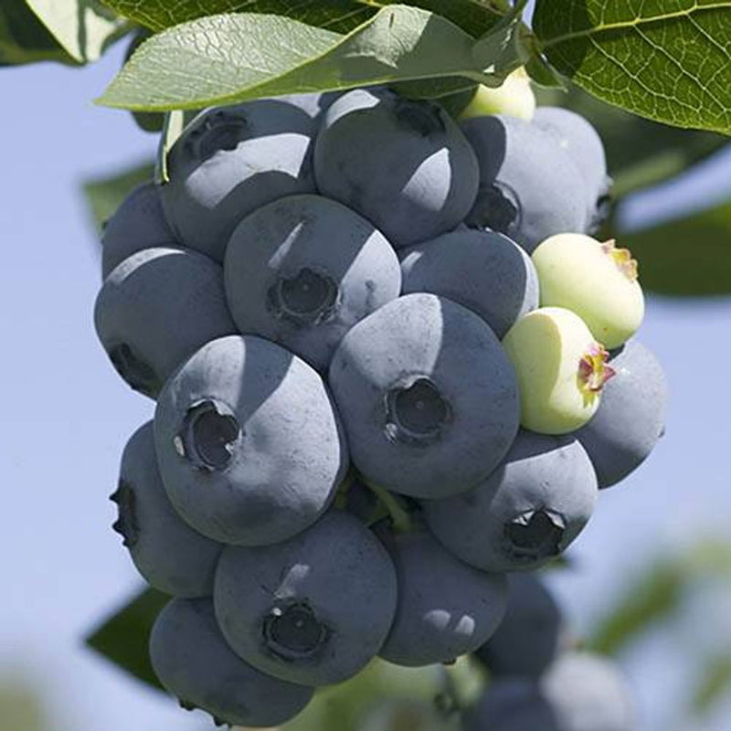 Blueberry Collection - Set of 3 Varieties