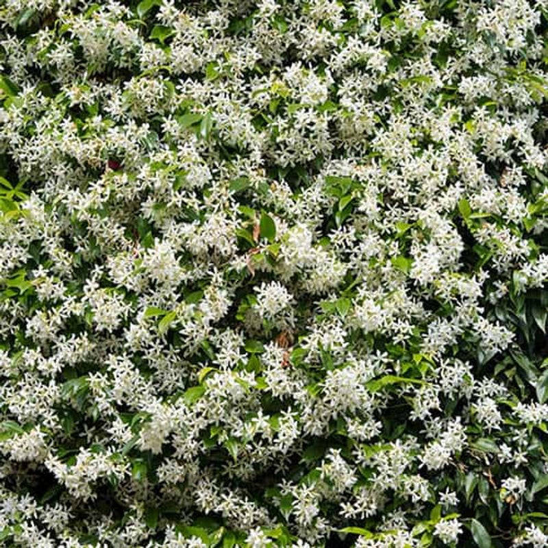 Trachelospermum Jasminoides 'Star Jasmine' 80cm-100cm Tall