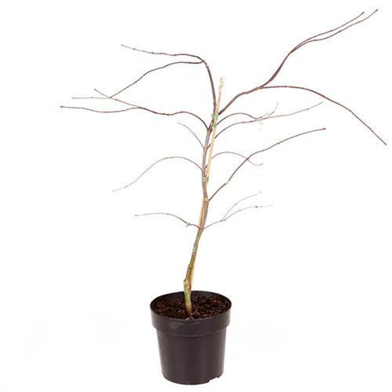 Acer Palmatum 'Garnet' 3L Pot