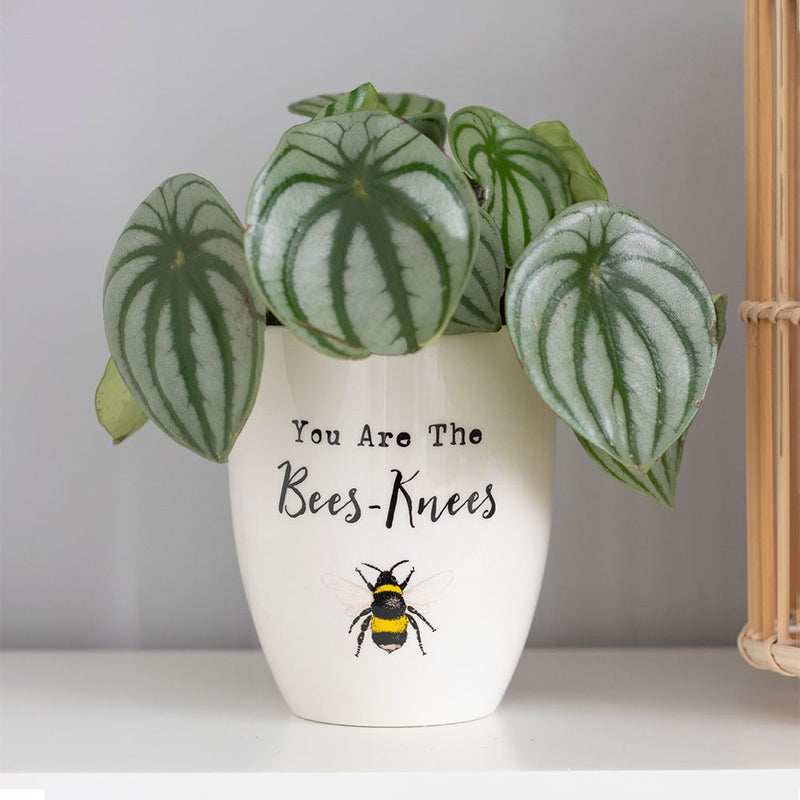 You Are the Bees Knees Ceramic Plant Pot