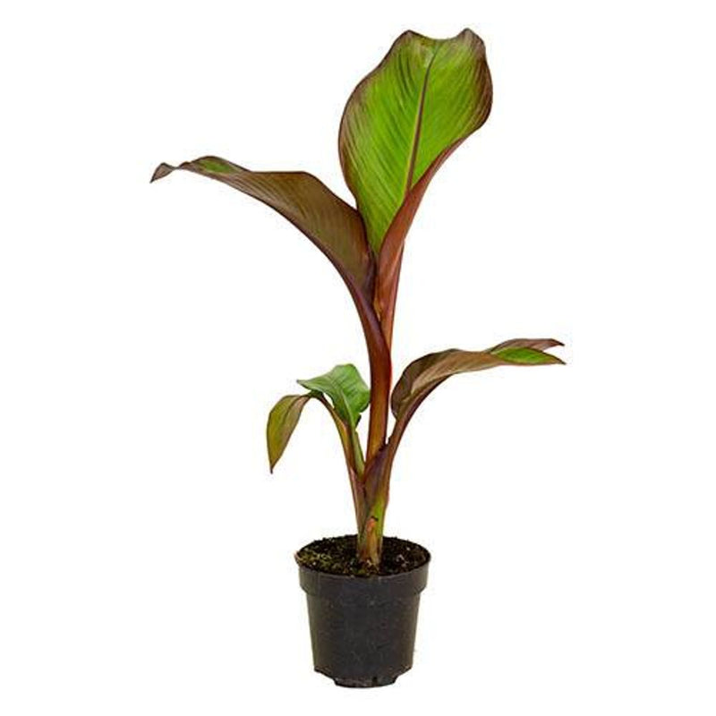 Ensete 'Maurelii' - Red Abysinnian Banana Plant in 1L Pot