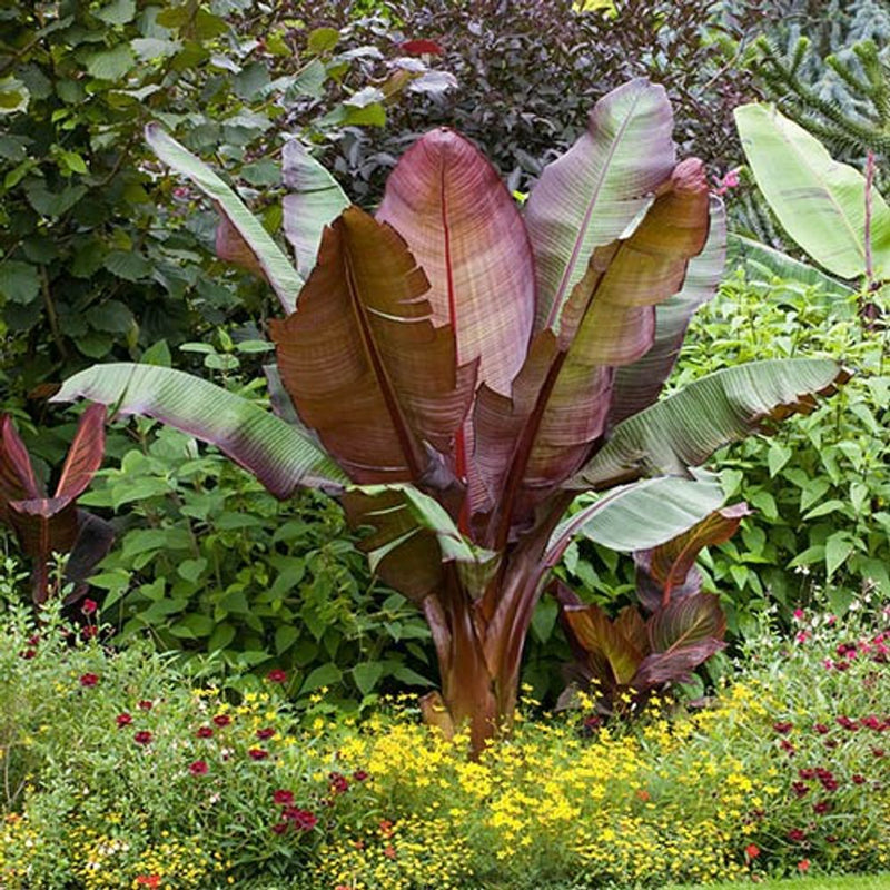 Ensete 'Maurelii' - Red Abysinnian Banana Plant in 1L Pot