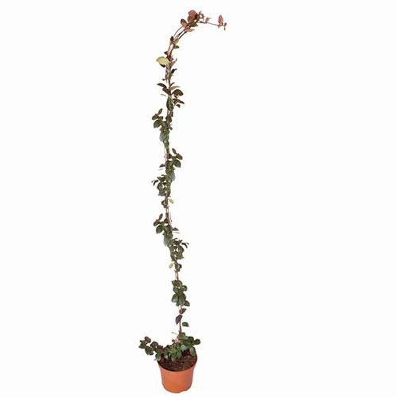 Trachelospermum Jasminoides 'Star Jasmine' 80cm-100cm Tall