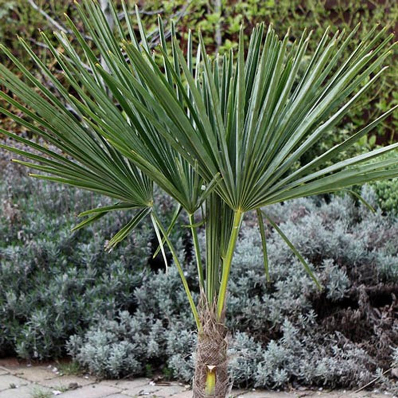 Hardy Fan Palm Tree Trachycarpus 50-55cm Tall